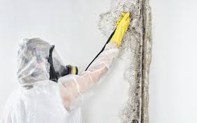 Why You Should Choose Our Mold Remediation Services in Boonton, NJ